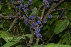 Memecylon randerianum